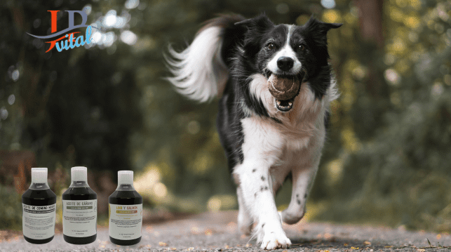 Aceites para mascotas y sus beneficios para la salud