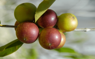 Camu camu características y beneficios