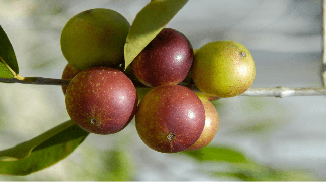 Camu camu características y beneficios