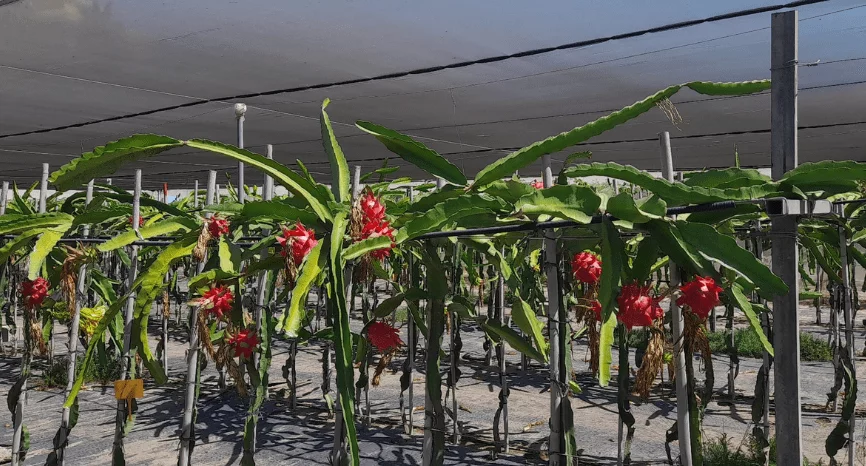 Plantación Pitaya ecológica Valencia