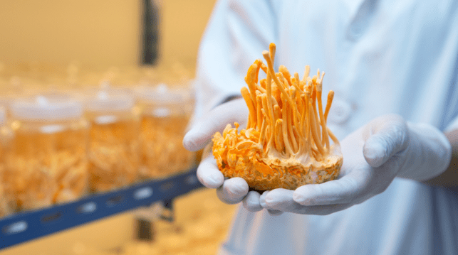 Cordyceps El hongo medicinal más caro y sus increíbles beneficios