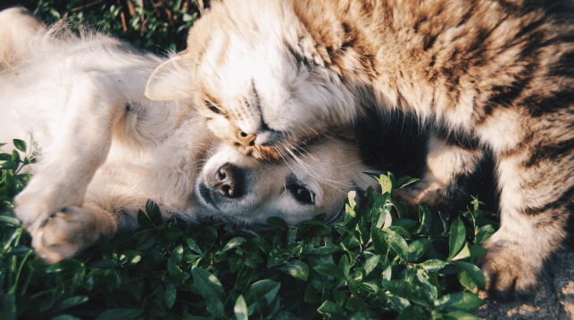 Cómo adoptar un enfoque holístico con tu mascota. Bienestar holístico en mascotas